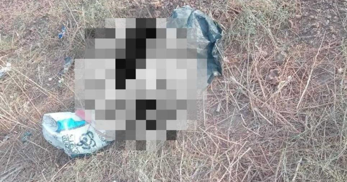 Perros asesinados en El Carrizo, Sinaloa, envueltos y encintados, reflejando un caso de crueldad animal.