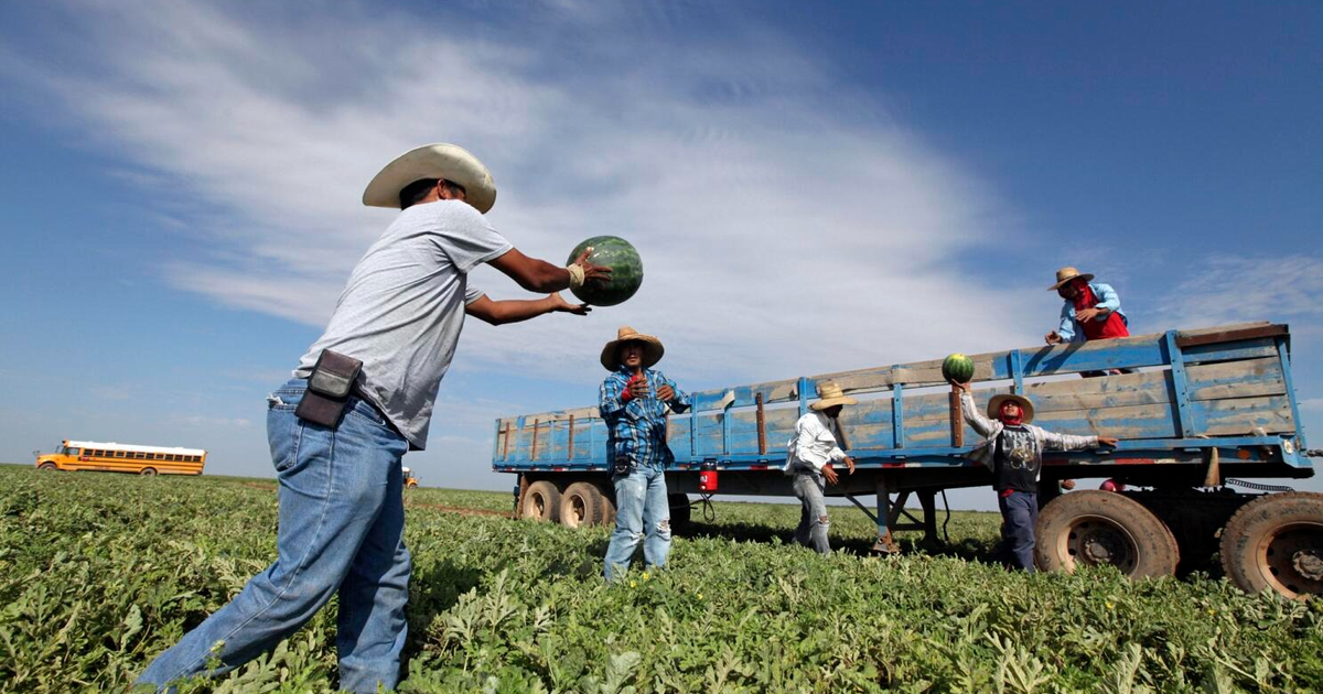 Trabajadores agrícolas cosechando sandías en un campo con un autobús escolar amarillo al fondo.
