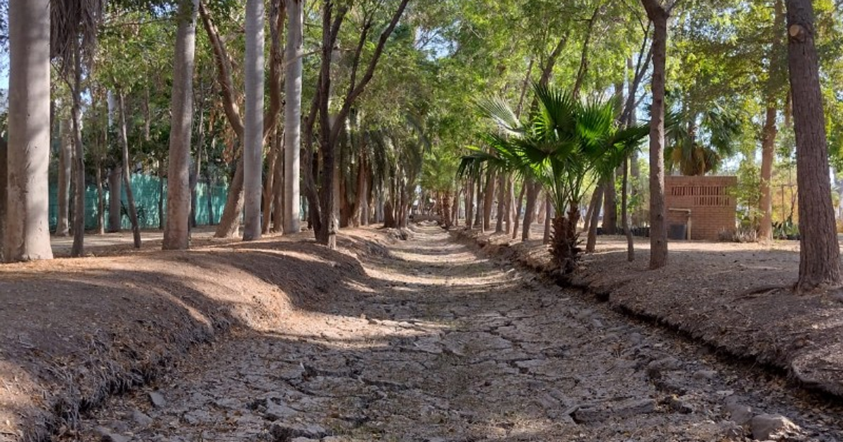 Sendero en bosque seco de Choix, Sinaloa, durante ola de calor extremo.