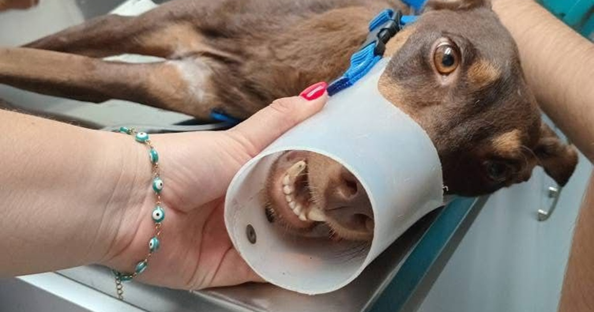 Perrita herida de bala en mesa de veterinario con cono protector en Culiacán