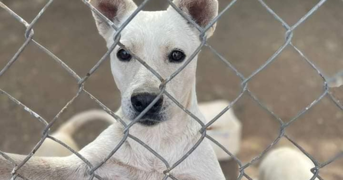 Perro blanco detrás de una cerca metálica con expresión curiosa