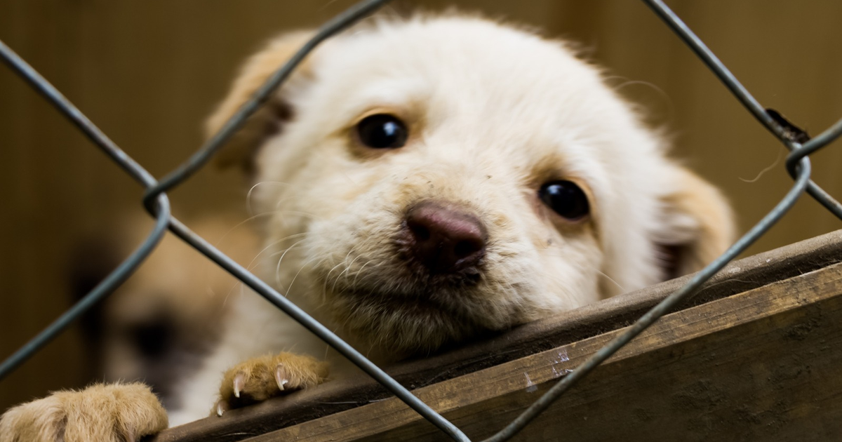 Cachorro de pelaje claro asomándose a través de una reja en un refugio animal en Culiacán.