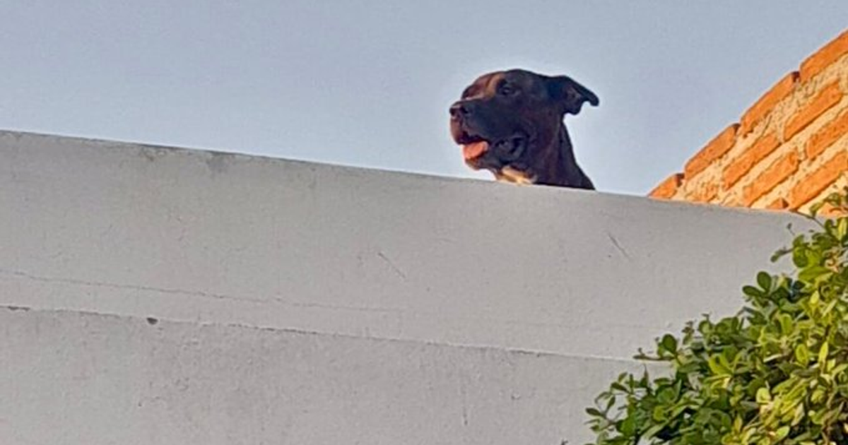 Pit bull asomando su cabeza sobre una pared blanca con cielo claro y plantas verdes, relacionado con un rescate en Culiacán.