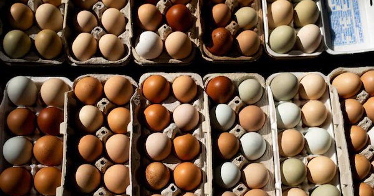 Cartones de huevos de colores organizados en filas, relacionados con alerta de salmonela.
