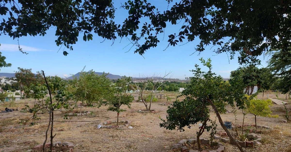 Paisaje natural con árboles y cielo despejado en Fraccionera Finisterra, antes de la tala.