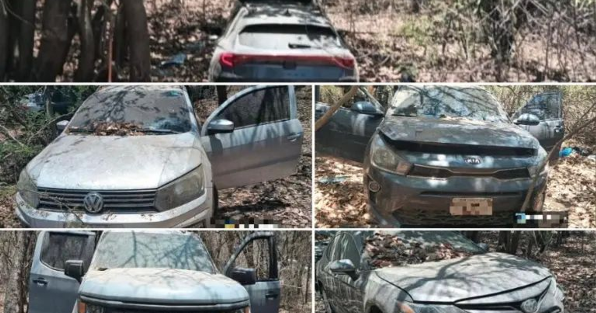 Vehículos abandonados en un área boscosa de Sinaloa, cubiertos de polvo y hojas, rodeados de vegetación.