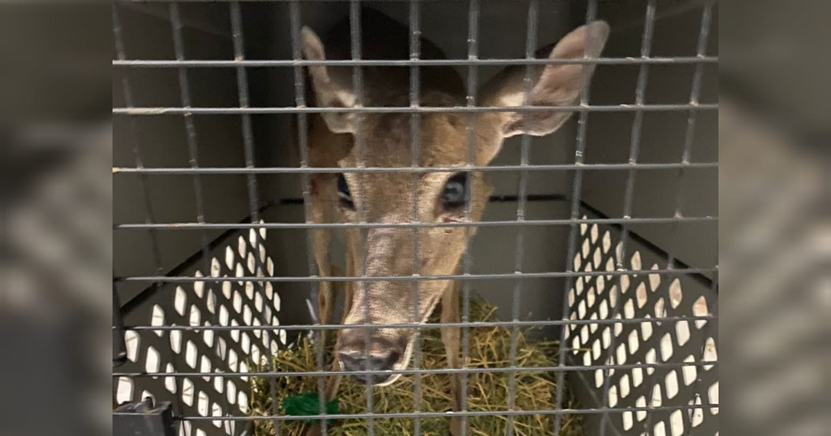 Venado cola blanca rescatado en Mazatlán dentro de una jaula de transporte