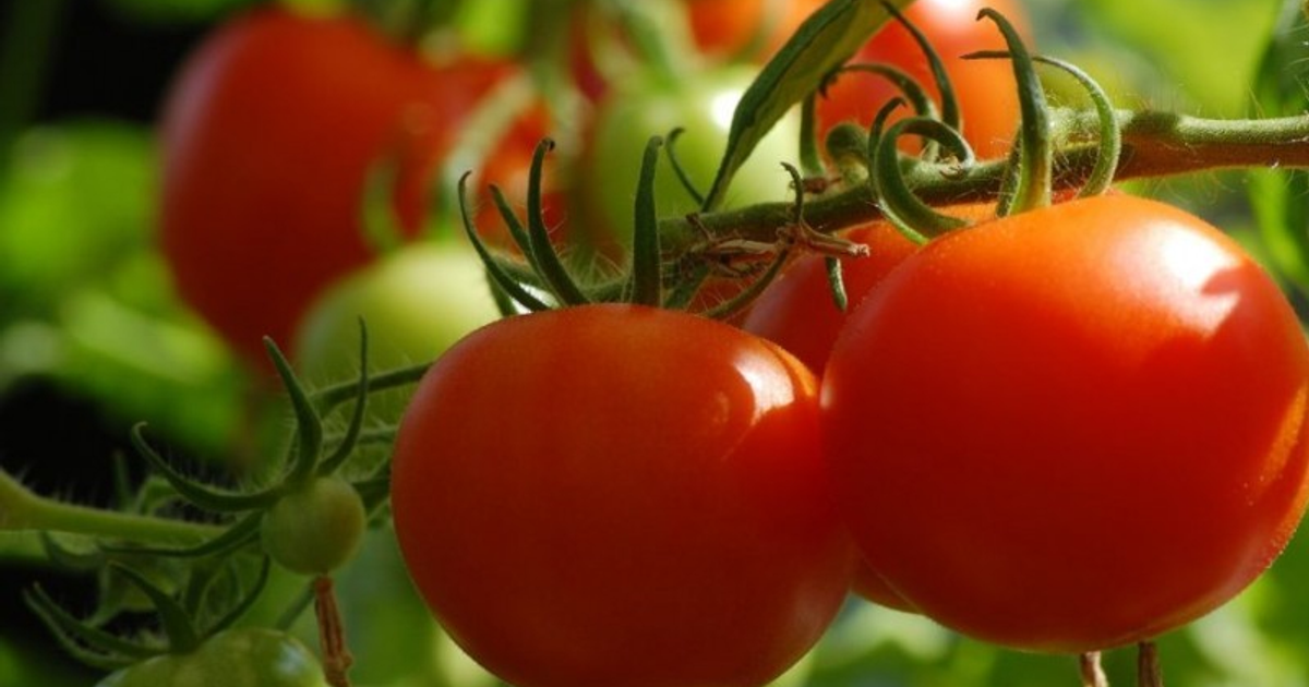 Tomates rojos y verdes en una planta, mostrando diferentes etapas de maduración.