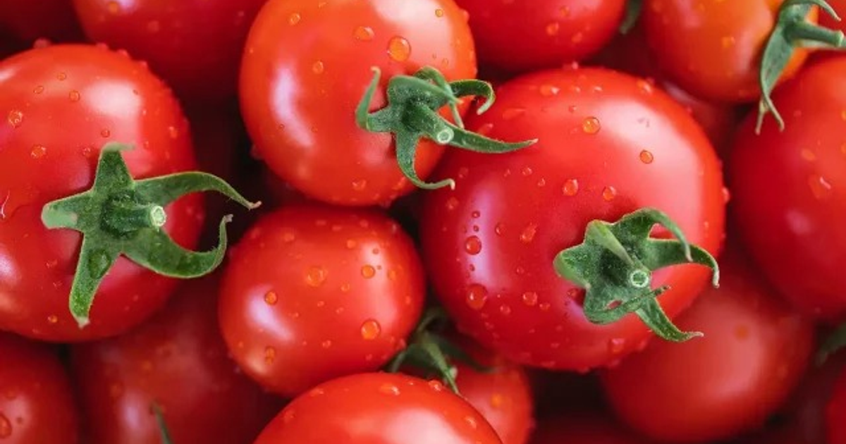 Tomates rojos frescos con gotas de agua y tallos verdes apilados, representando la producción agrícola mexicana.