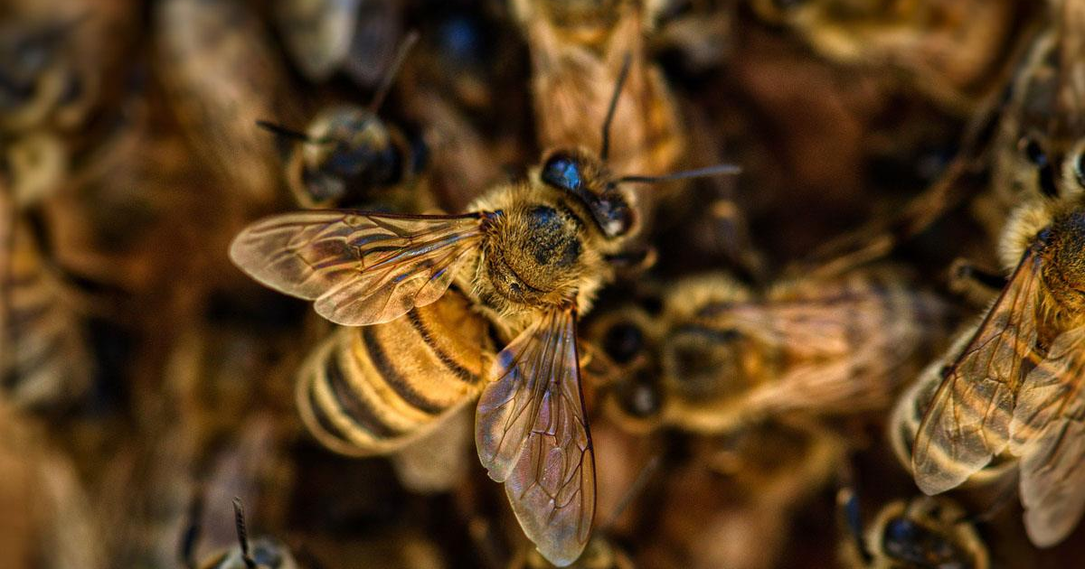 Abeja en primer plano con fondo desenfocado de otras abejas, destacando sus alas y rayas.