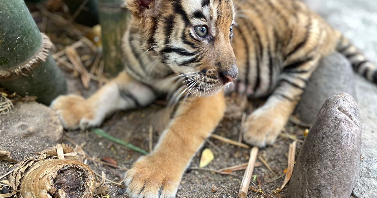 Tigre bebé de Bengala en el Zoológico de Culiacán, rodeado de plantas y piedras.