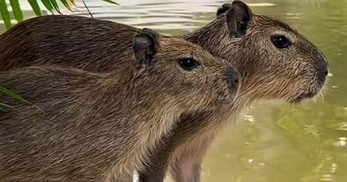Dos capibaras cerca del agua en el Acuario Mar de Cortés