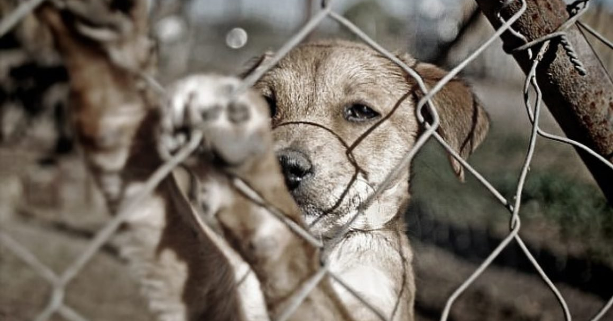 Perro mirando a través de una cerca de alambre, simbolizando separación y curiosidad.