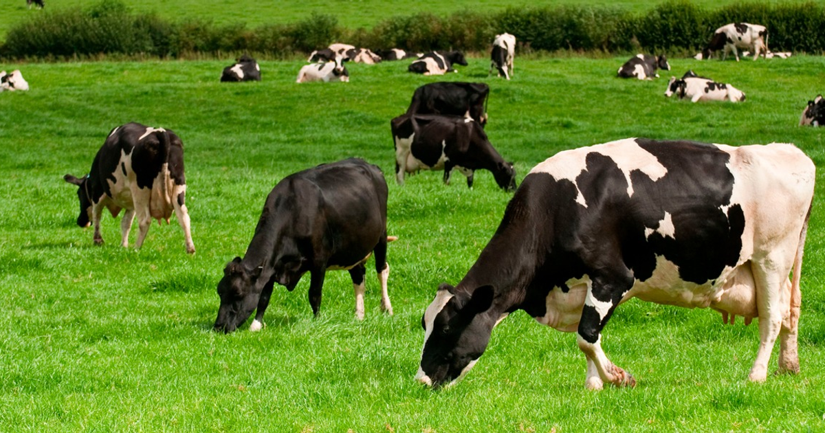 Vacas blancas y negras pastando en un campo verde, relacionadas con el cierre fronterizo al ganado mexicano.