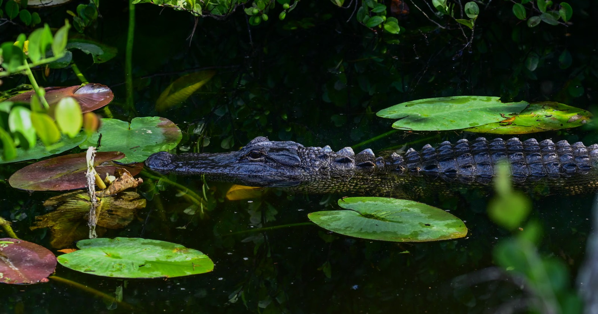 Cocodrilo en agua rodeado de lirios, simbolizando repatriación desde Florida
