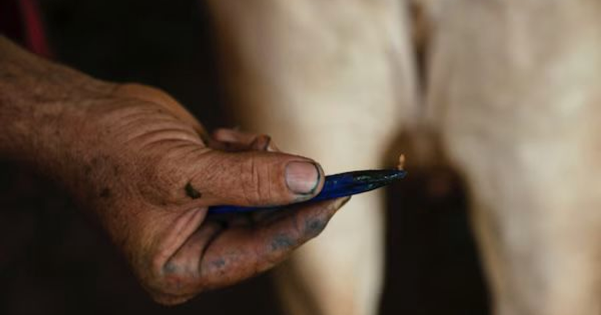 Mano sosteniendo utensilio azul frente a una vaca, en contexto de ganadería y suspensión de importaciones por gusano barrenador.