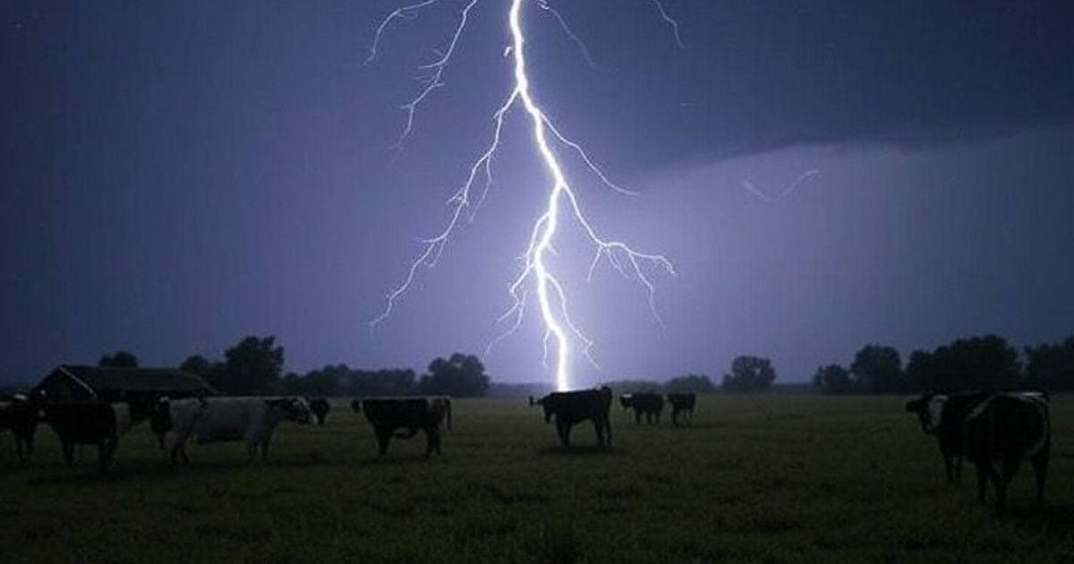 Vacas en un prado bajo un cielo tormentoso con un rayo en Sinaloa