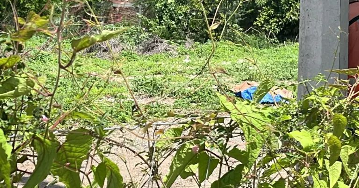 Área verde con plantas y objeto azul en el fondo, posible escena de hallazgo en Tepuche.