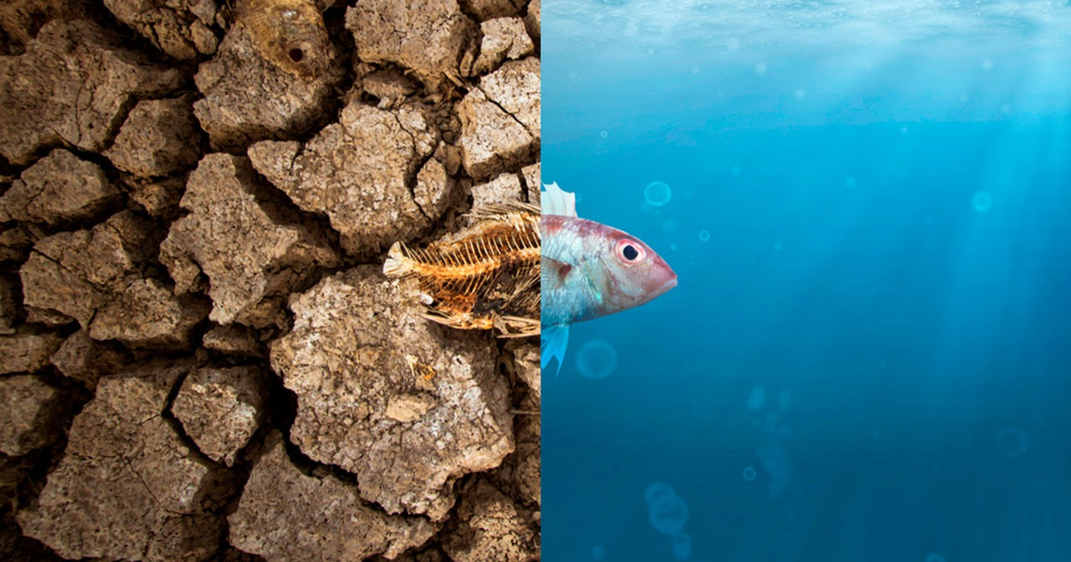 Imagen de contraste entre un terreno seco con esqueleto de pez y un entorno acuático con pez nadando, simbolizando la dualidad entre sequía y ecosistema marino saludable.
