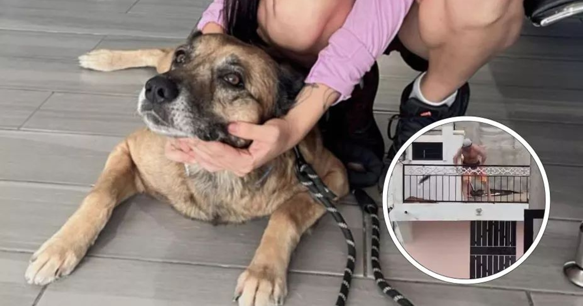 Perro marrón claro acostado con persona sosteniendo su cabeza y hombre en balcón al fondo.