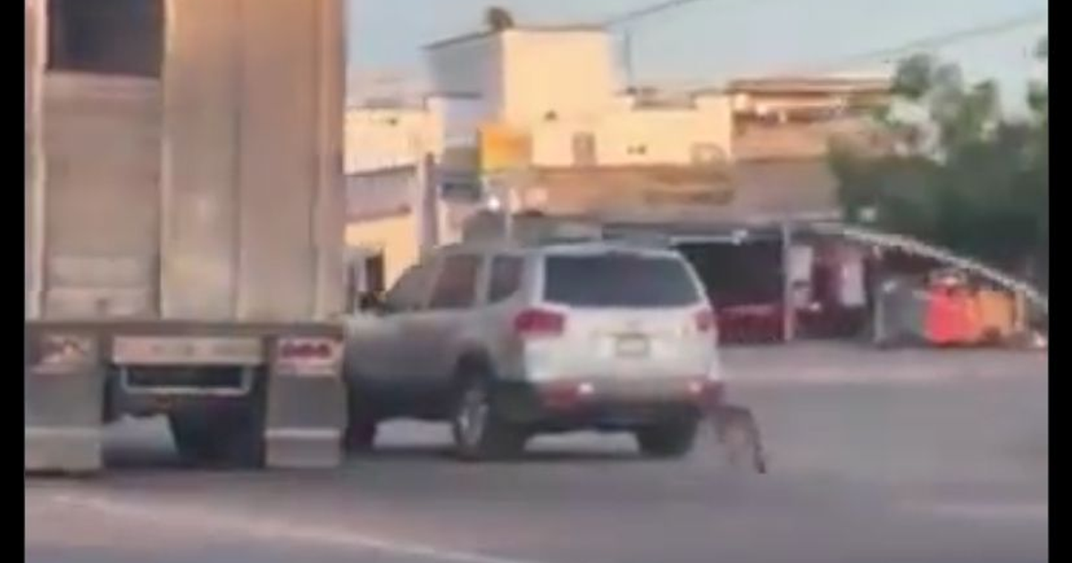 SUV plateado detenido en carretera urbana con posible perro en movimiento entre vehículos