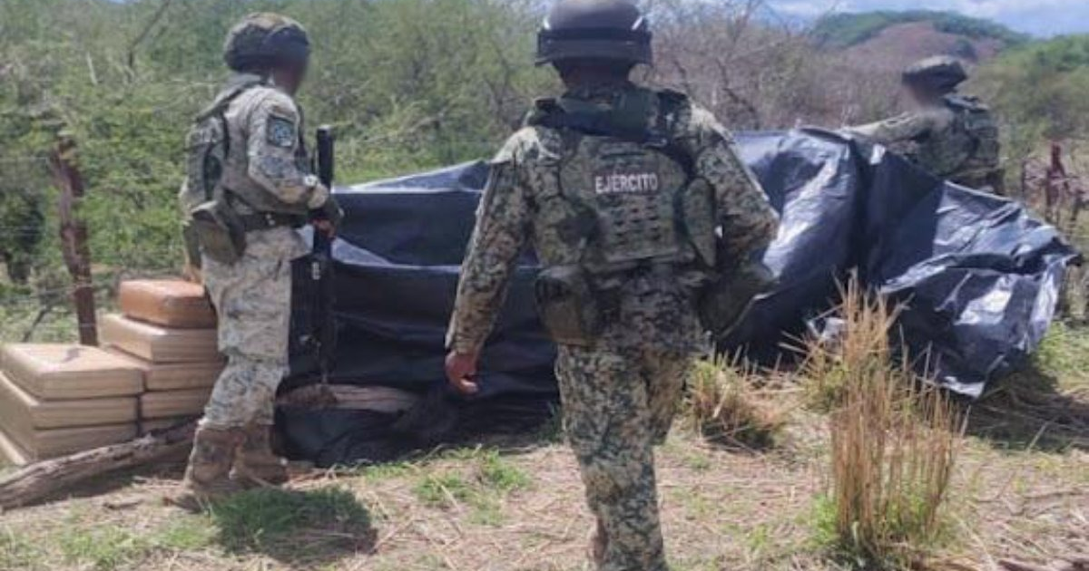 Soldados en operativo militar en Badiraguato incautando mariguana