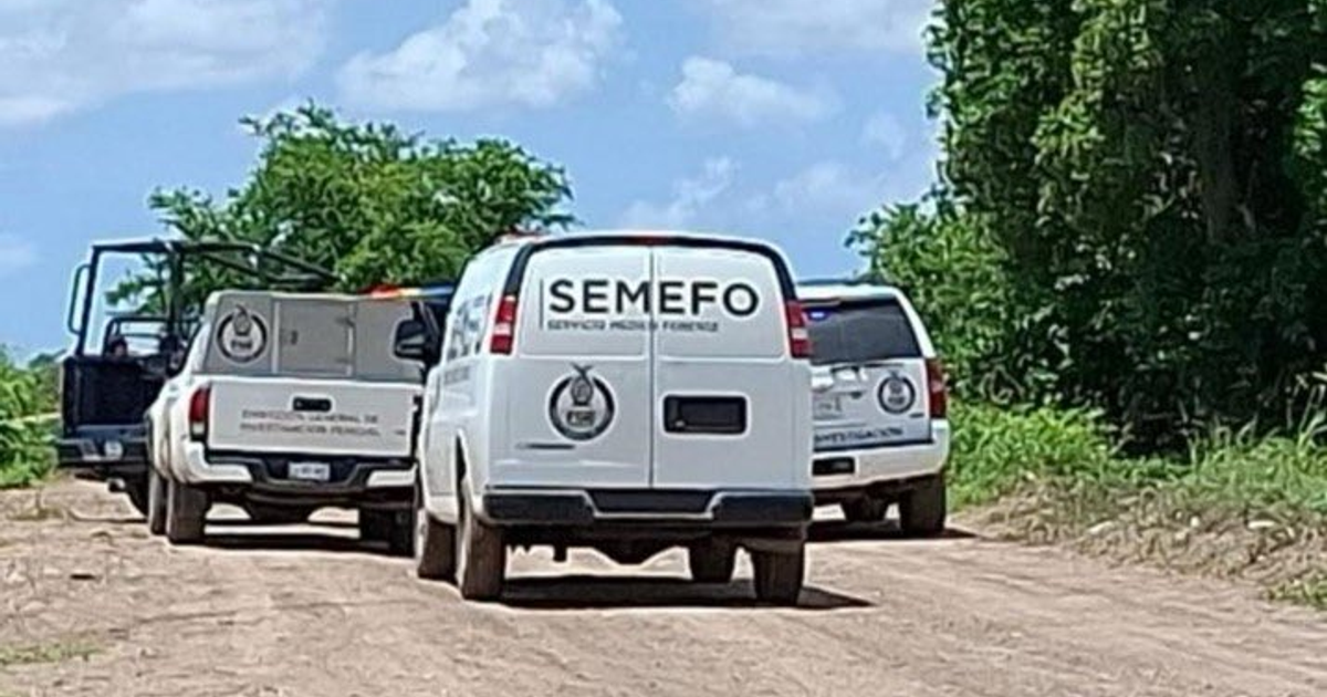 Camioneta y furgonetas del SEMEFO en un camino de tierra, rodeadas de vegetación, en Navolato.