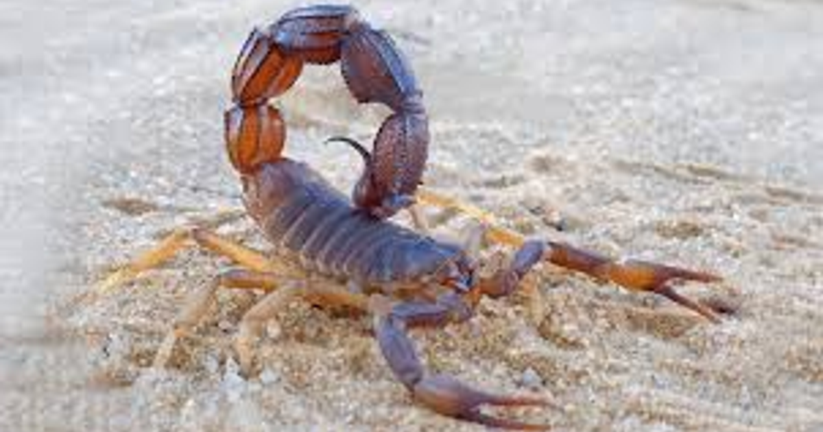 Escorpión sobre arena, relacionado con aumento de picaduras en Sinaloa.