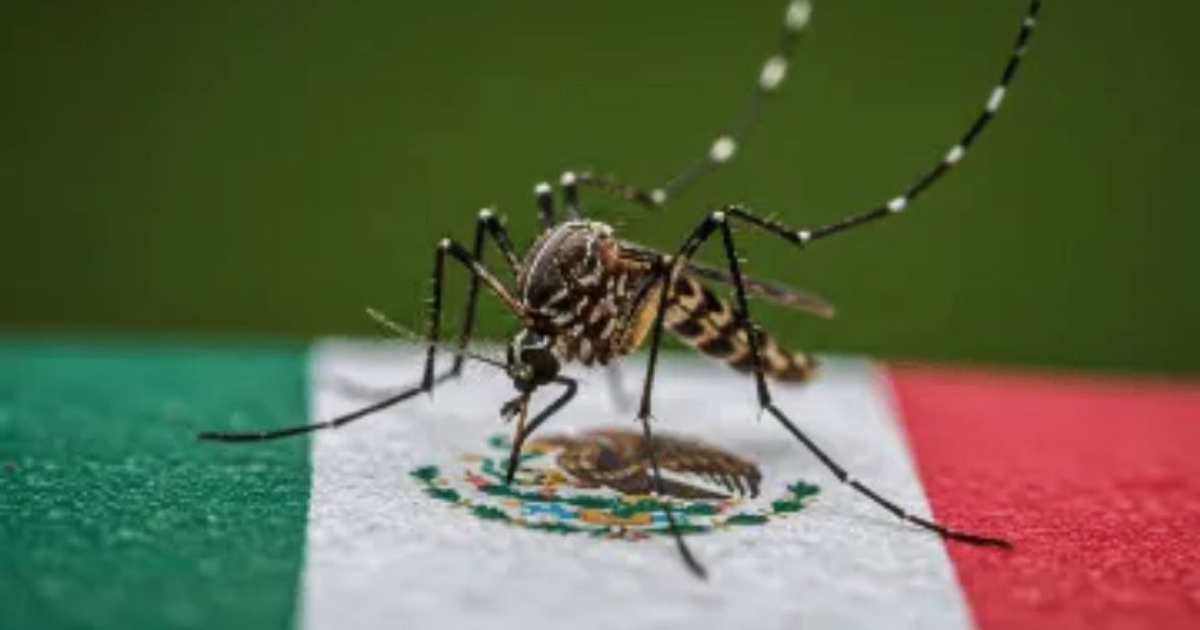 Mosquito sobre bandera de México, aumento de dengue 2025