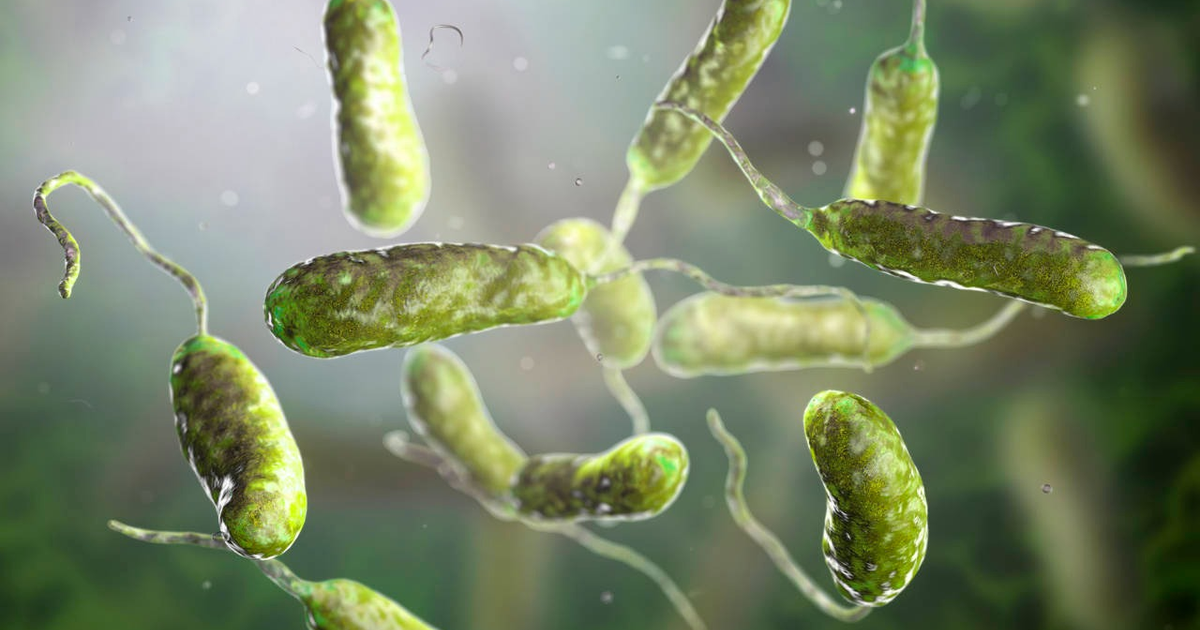 Bacterias alargadas verdes con flagelos en un entorno microscópico