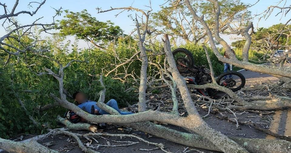 Motocicleta volcada y persona en el suelo tras accidente por árbol caído en carretera