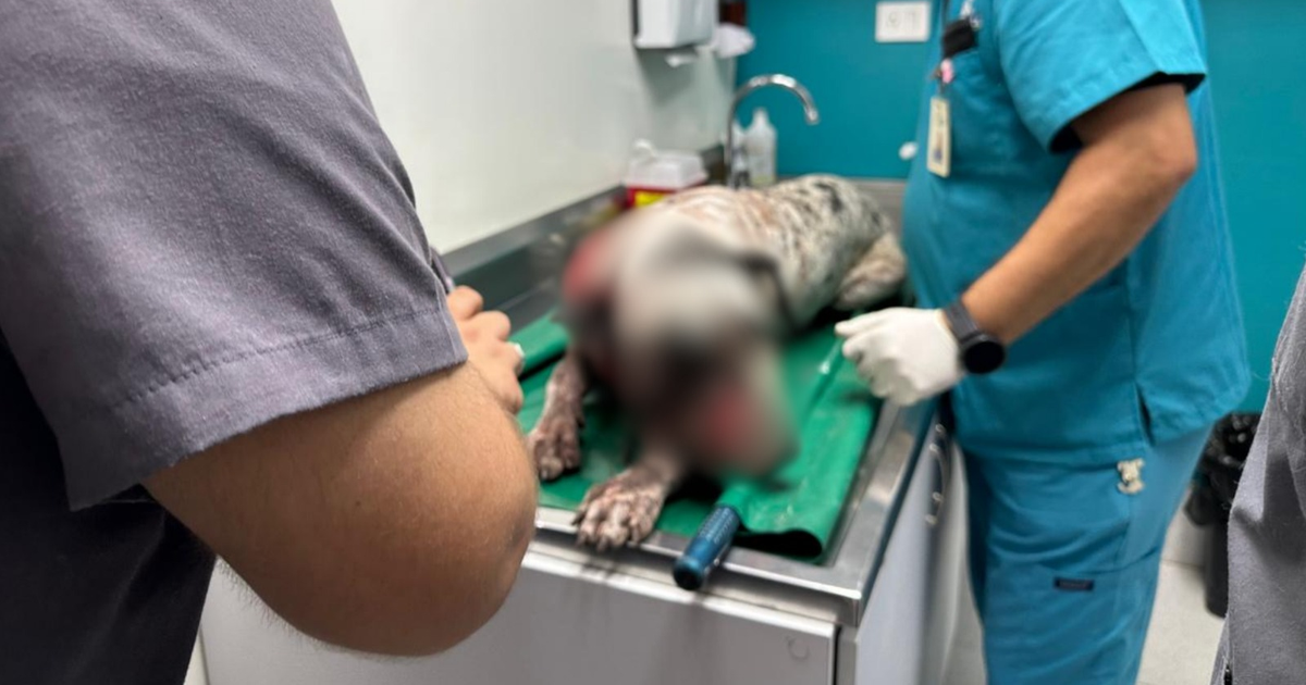 Perro herido siendo atendido en clínica veterinaria tras ataque con machete en Costa Rica.