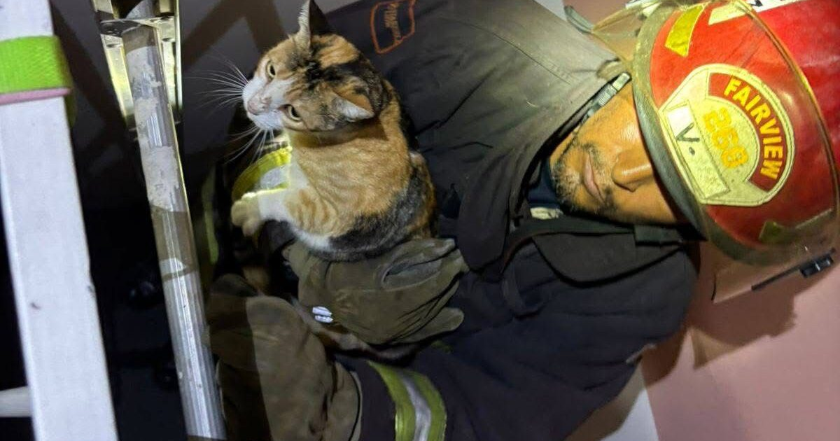 Bombero sosteniendo un gato rescatado en Mazatlán con una escalera de fondo