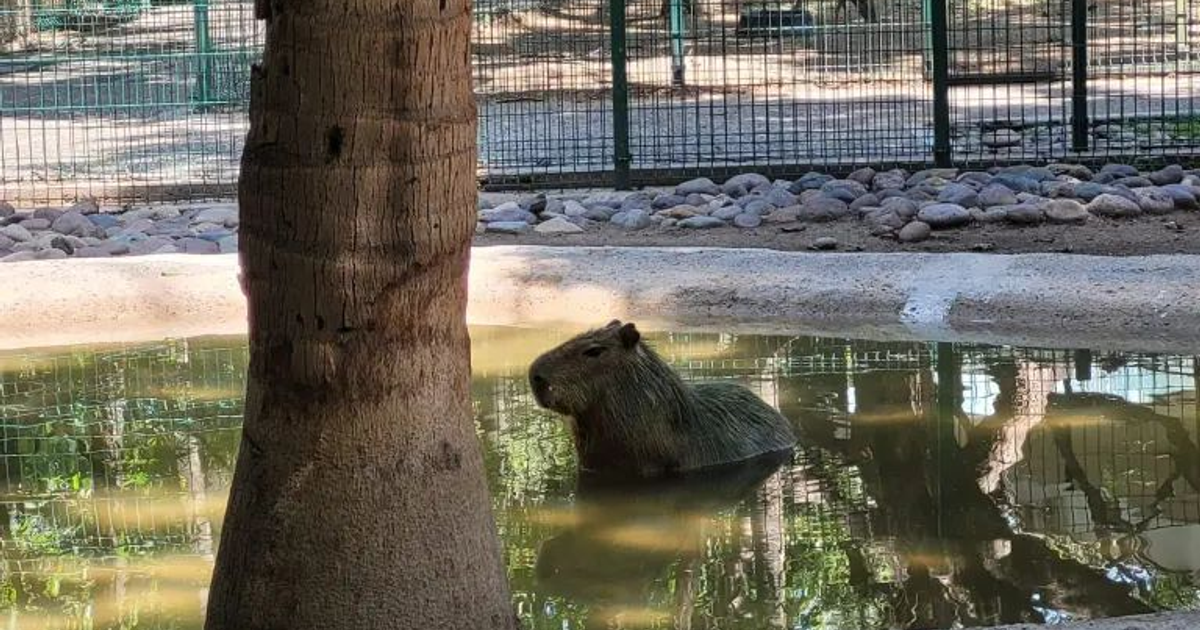 Capibara hembra en el Zoológico de Culiacán, semi-sumergida en un estanque rodeado de piedras y vegetación.