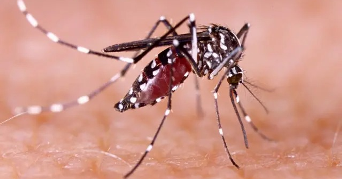 Mosquito Aedes sobre piel humana, vector del dengue en Salvador Alvarado.