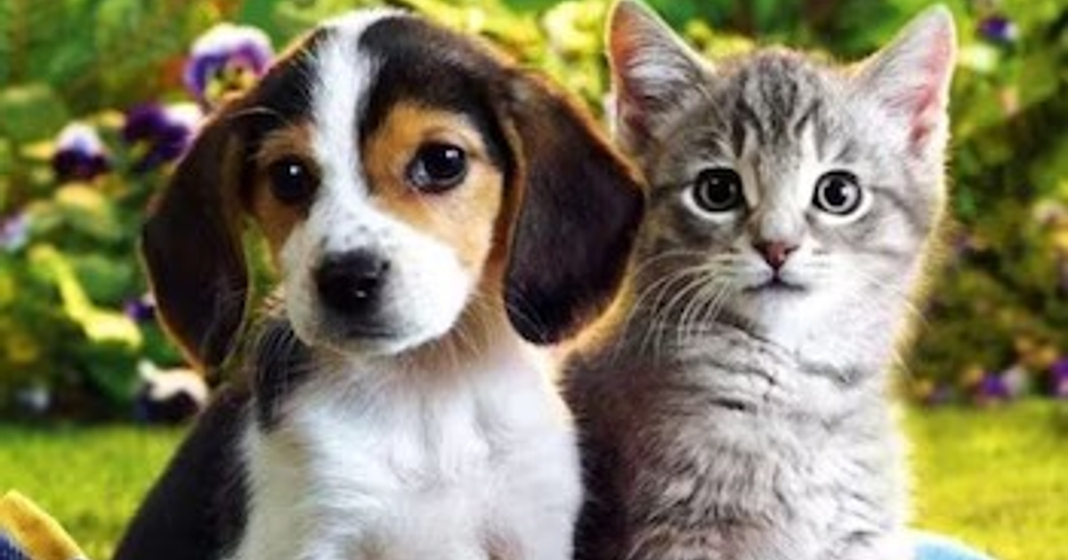 Cachorro blanco con manchas marrones y gatito gris con rayas en un entorno natural, simbolizando la campaña de esterilización gratuita en Sinaloa.