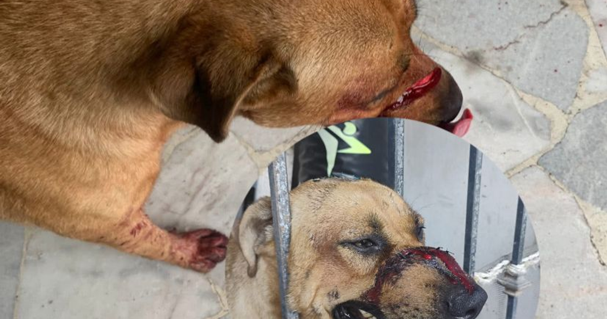 Perro herido con sangre en la cara y patas tras ataque en Culiacán