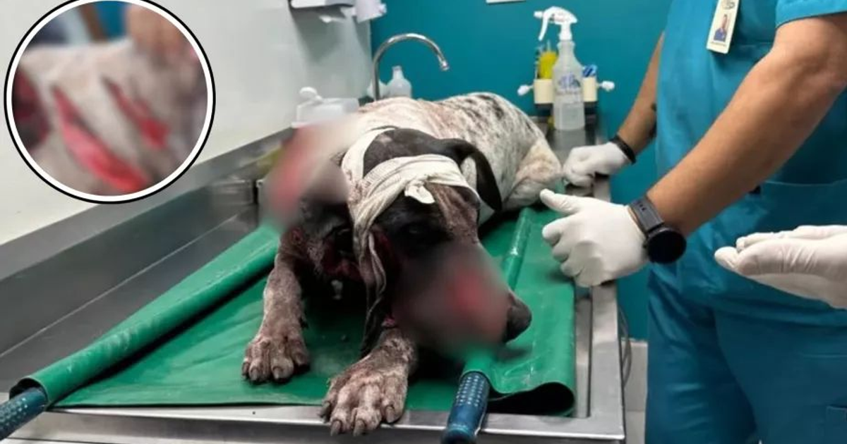 Perro herido en mesa de veterinario tras ataque con machete en Culiacán