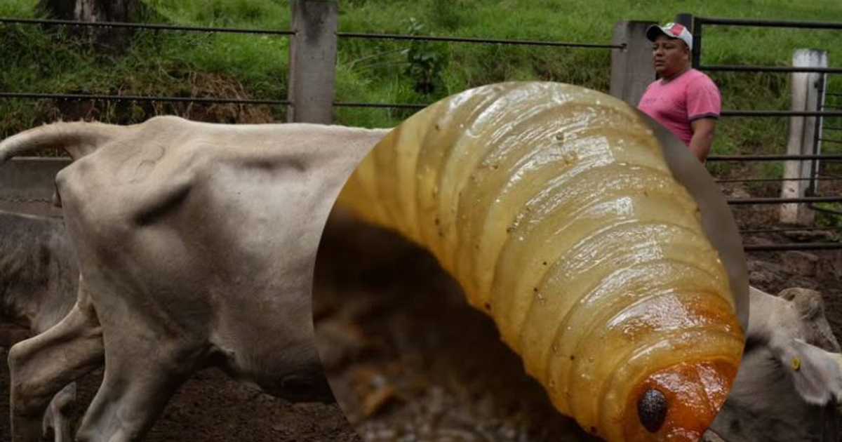Vaca en campo rural con larva de gusano barrenador y observador humano