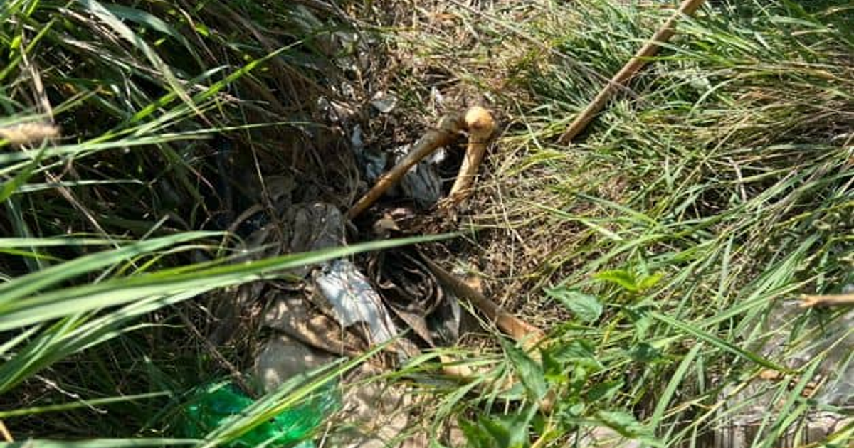 Área con hierba alta y huesos visibles en Ejido Canán–Acapulco