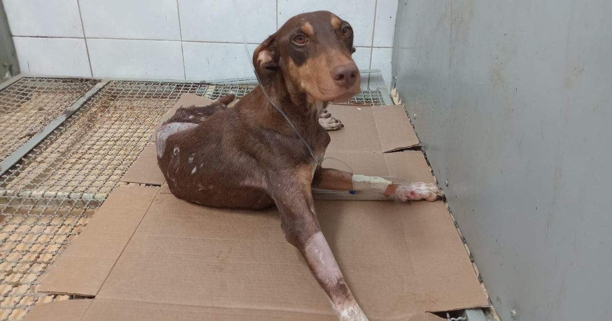 Perro Esperanza en recuperación médica tras ataque en Culiacán