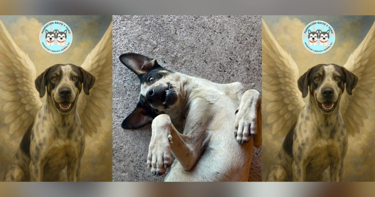 Ilustraciones de perro con alas y fotografía central de perro en pose divertida, simbolizando protección animal.