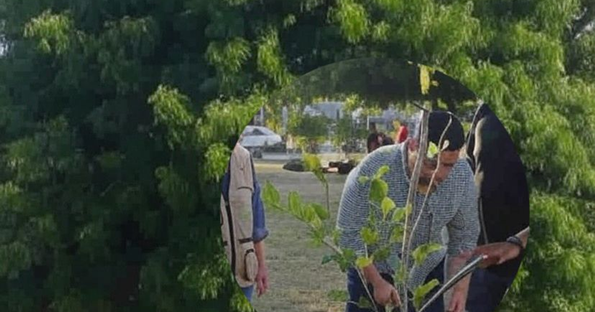 Personas plantando árboles en un parque, promoviendo la arborización urbana responsable.