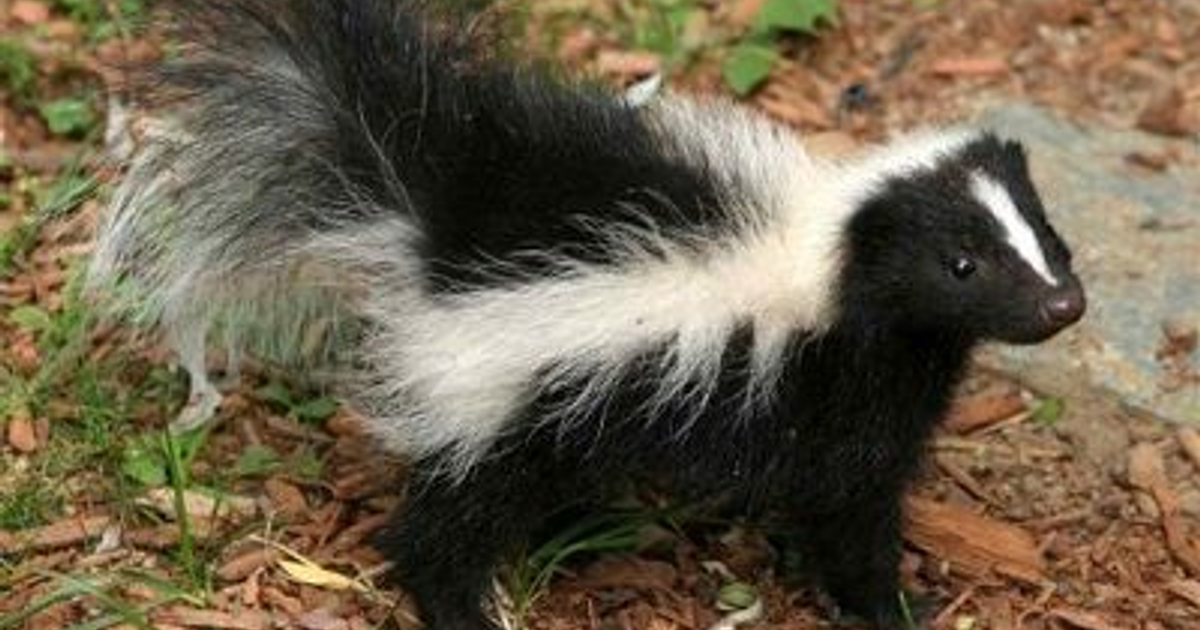 Mofeta con pelaje negro y franja blanca en un entorno natural, relacionada con un caso de rabia en Zacatecas.