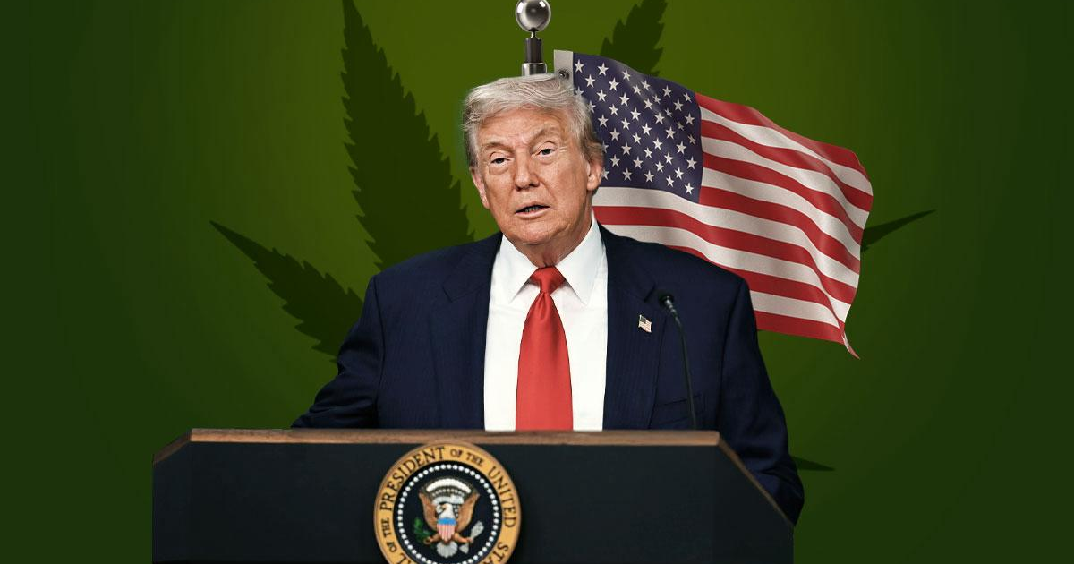 Presidente de EE.UU. anuncia reclasificación de marihuana con bandera y hojas de cannabis de fondo.