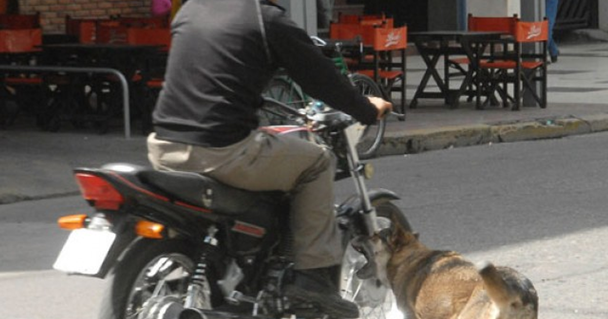 Repartidor en motocicleta con perro cerca en entorno urbano