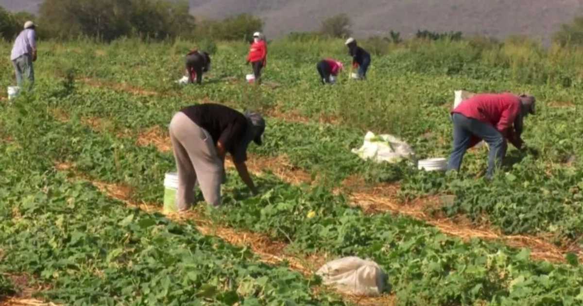 Jornaleros trabajando en un campo agrícola en Sinaloa, México, durante el ciclo agrícola de 2025.