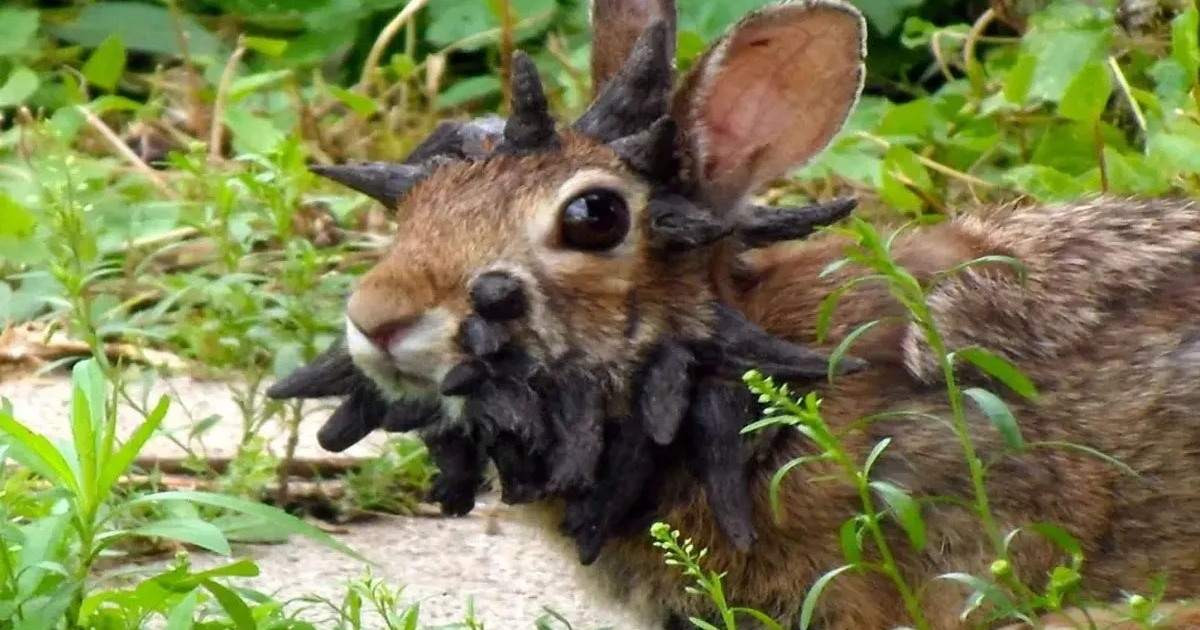 Conejo con protuberancias en el rostro debido a papilomatosis, rodeado de hierba y plantas.