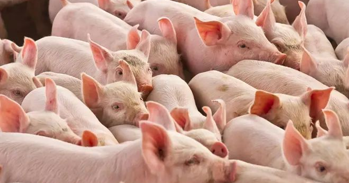 Lechones blancos con orejas grandes en una granja, relacionados con xenotrasplantes experimentales en China.