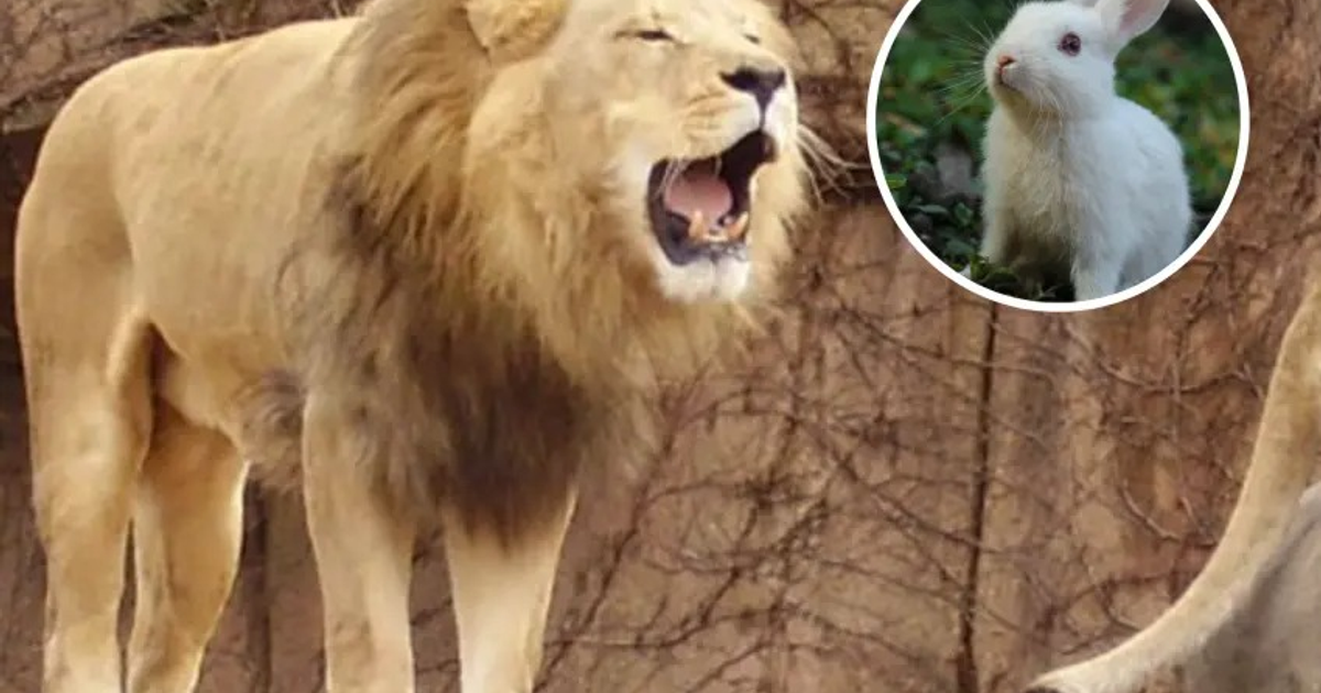 León rugiendo con un conejo blanco en un entorno natural